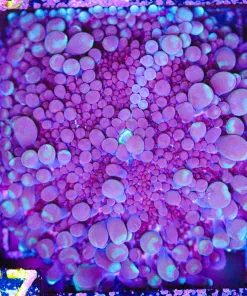 Wysiwyg XL Bouncing Purple Yuma Coral (C57)