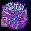 Wysiwyg XL Fire Mushroom Coral (C82)