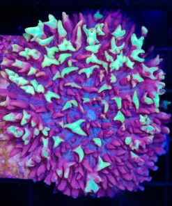 Wysiwyg XL Fire Mushroom Coral (C82)