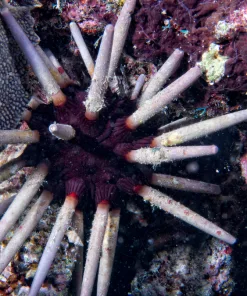 Pencil Urchin