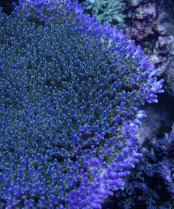 Acropora Efflorescens