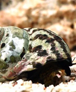 Zebra Turbo Snails