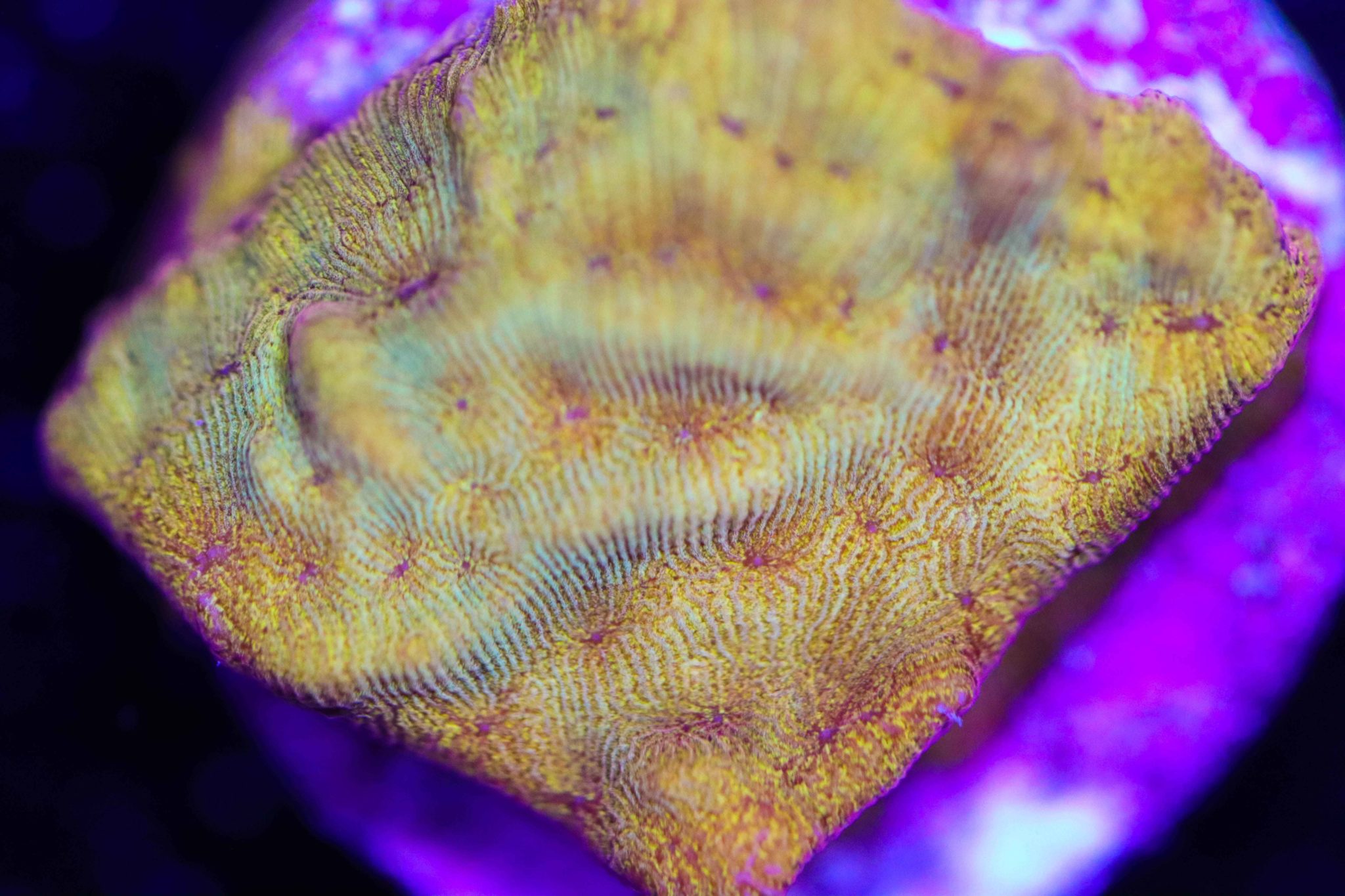 Tangerine Juice Leptoseris (Row 45) Frag Box Corals