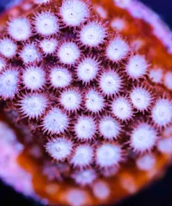 Martian Snow Cyphastrea Frag