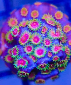 FCC JF Beserko Cyphastrea