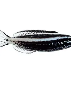 Japanese Kamohara Blenny On Sale This Weekend ** Pick up only!