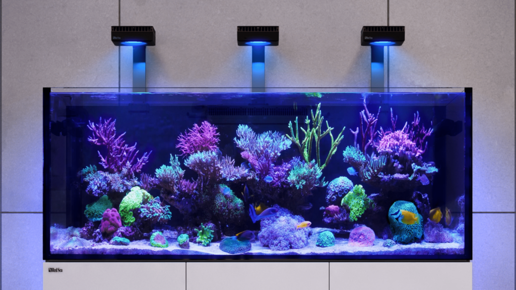 Frag Box Corals