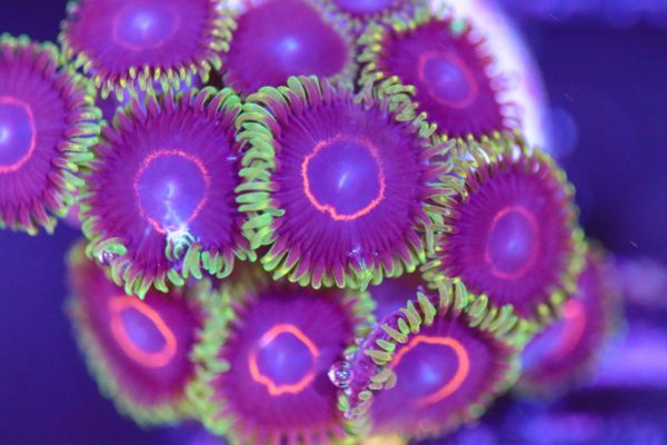 King Hornet - Frag Box Corals