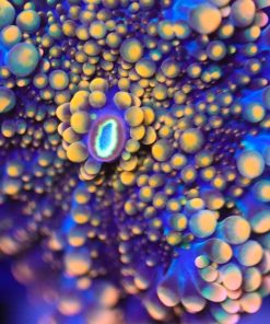 Orange Ricordea Yuma