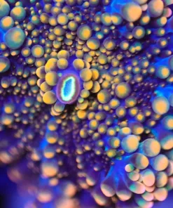 Orange Ricordea Yuma