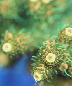 Sunset Millepora