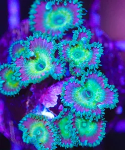 Beauty & The Beast Zoas