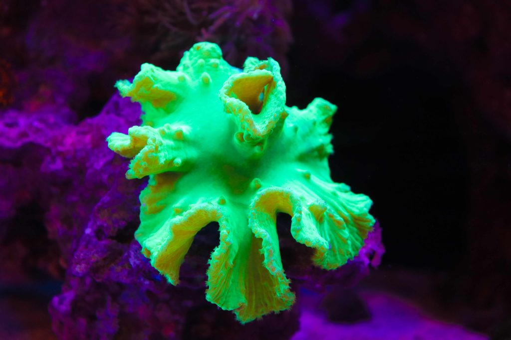 Frag Box Corals