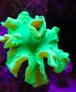 Green Cabbage Coral Frag Frag
