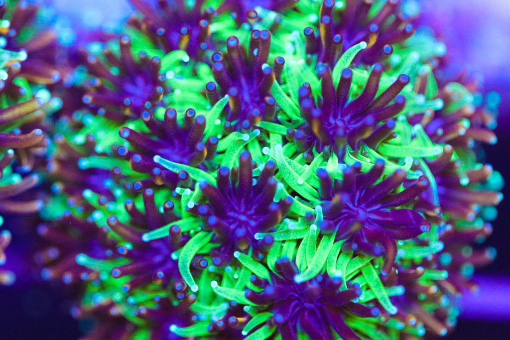 Frag Box Corals