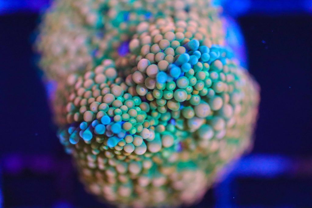 Frag Box Corals