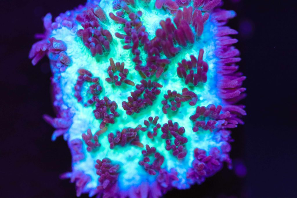 Frag Box Corals