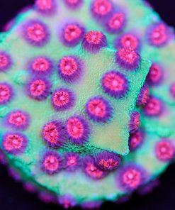 Small Alien Pox Cyphastrea Small Frag (T3 - S10)