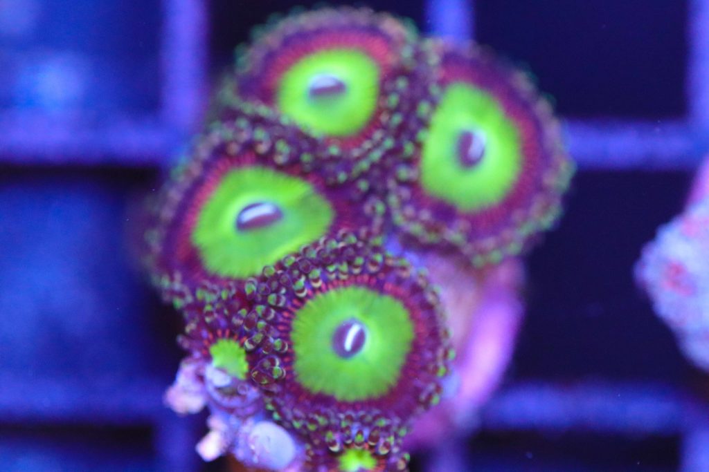 Frag Box Corals