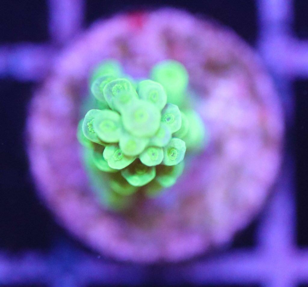Frag Box Corals