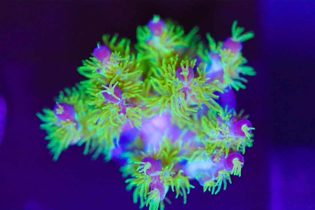 Frag Box Corals