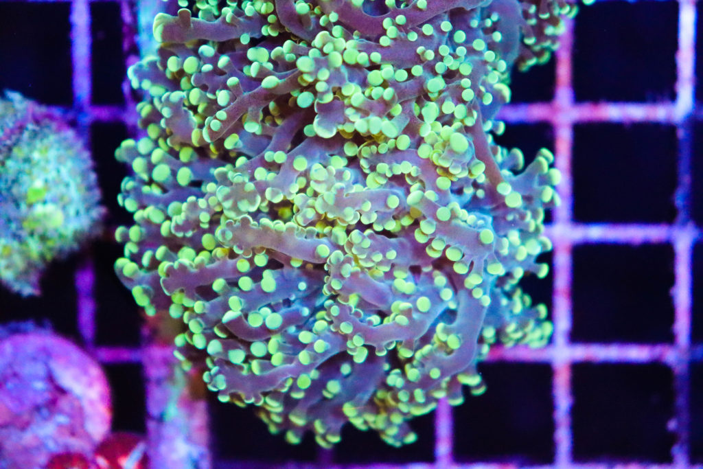 Frag Box Corals