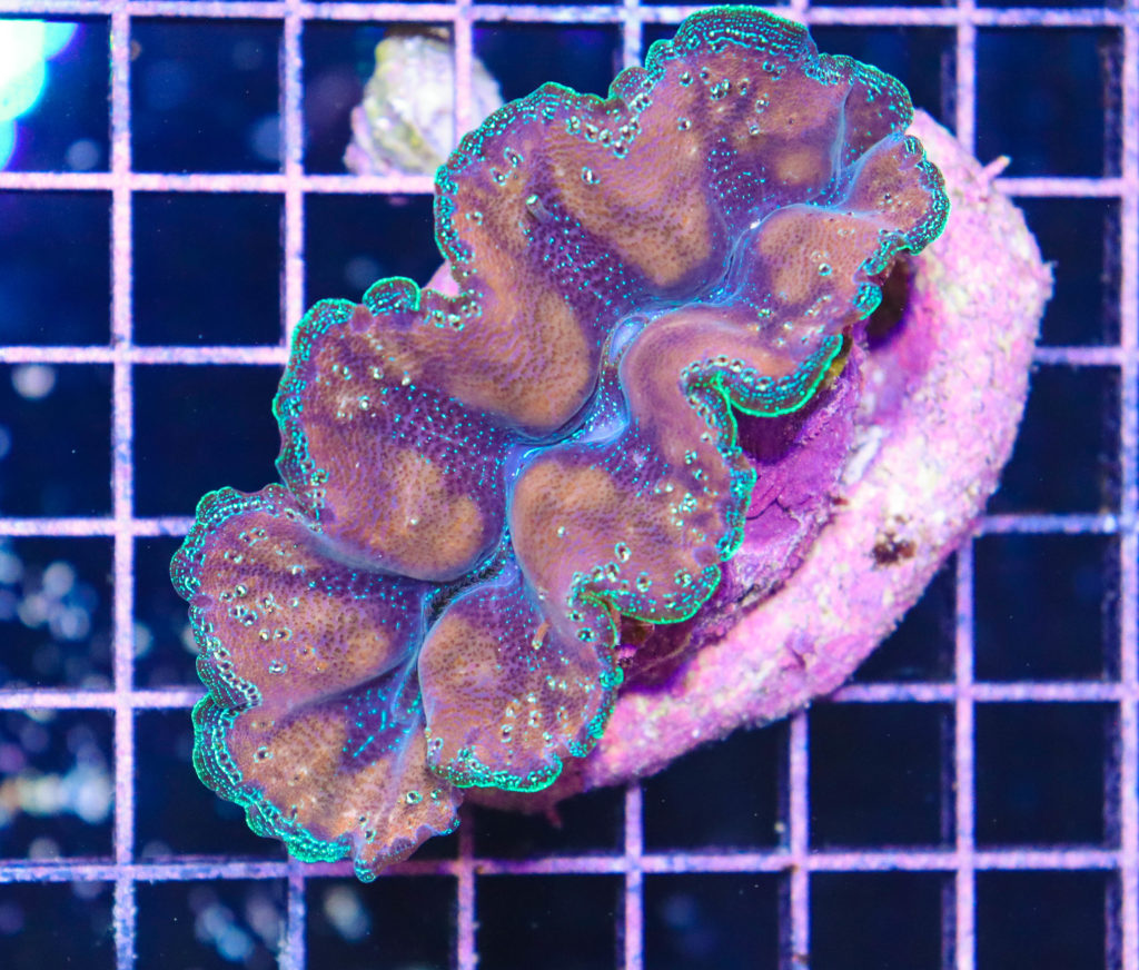 Frag Box Corals