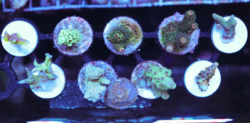 Frag Box Corals