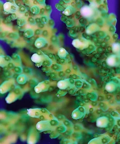 Acropora Efflorescens