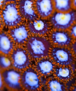 Spierman Zoas