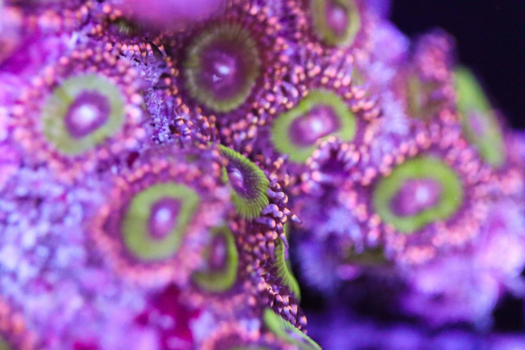 Frag Box Corals