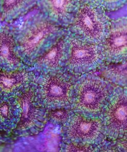 Shazam Zoas