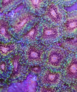 Shazam Zoas