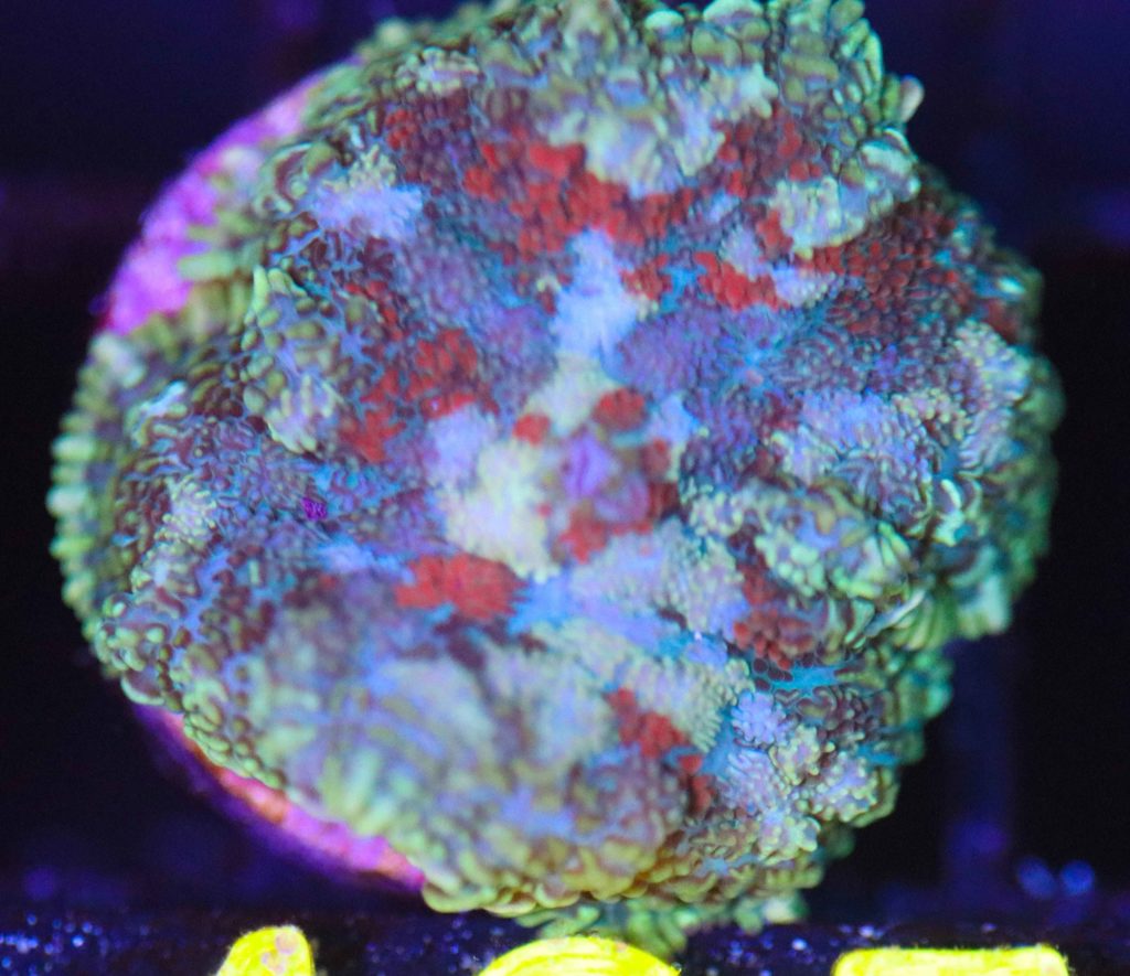 Frag Box Corals