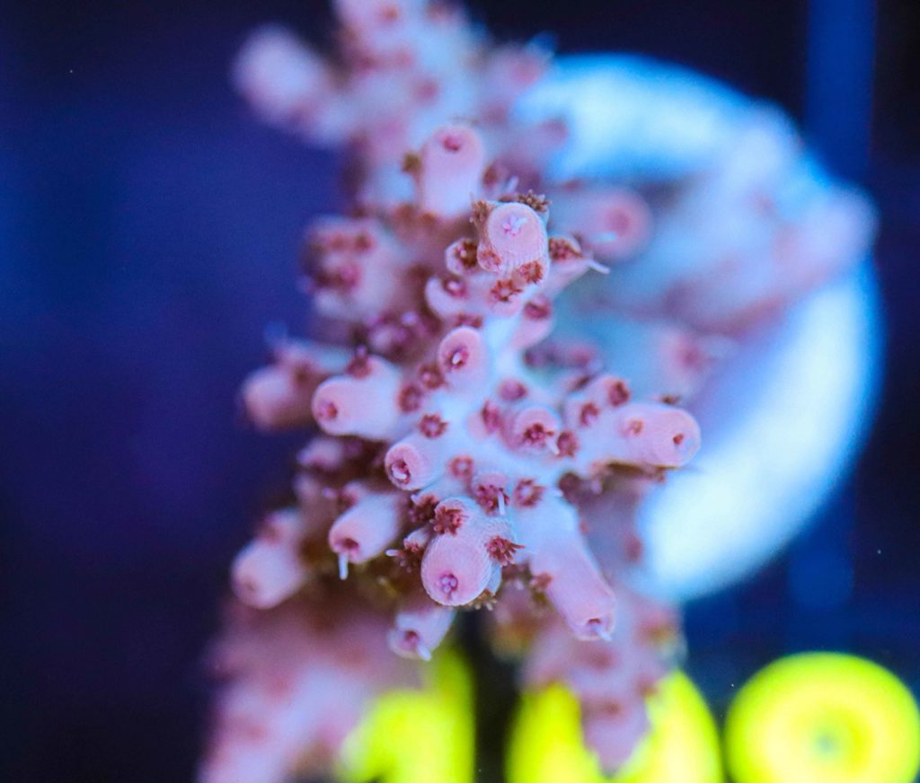 Frag Box Corals