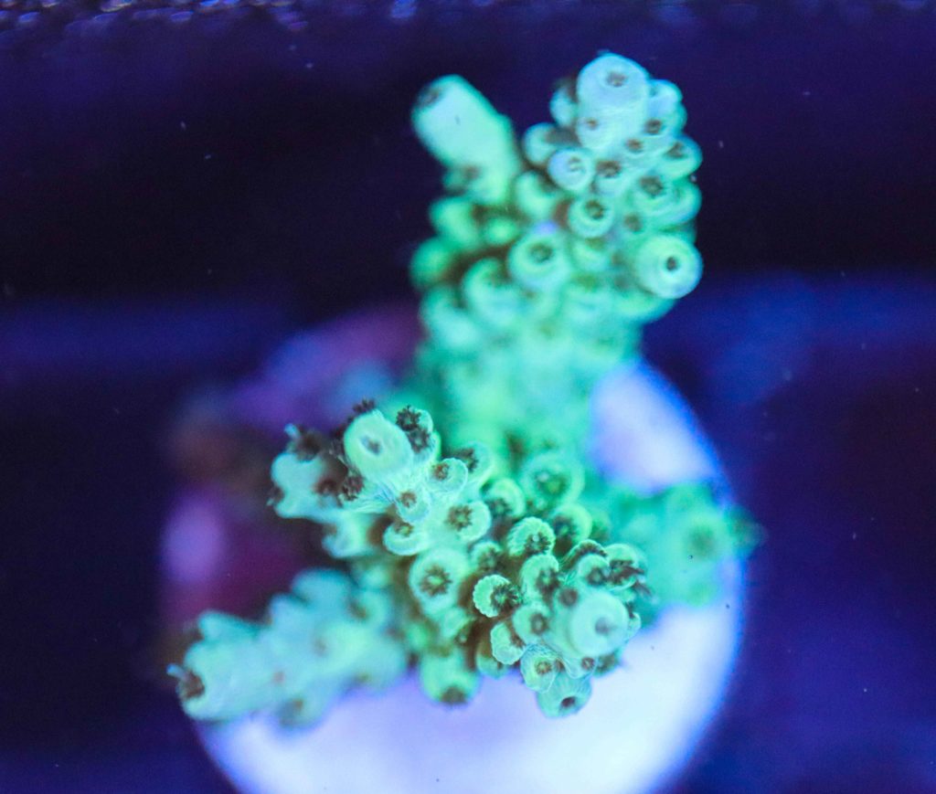 Frag Box Corals