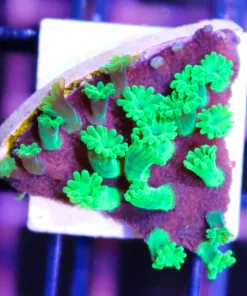 Astreopora Coral Frag