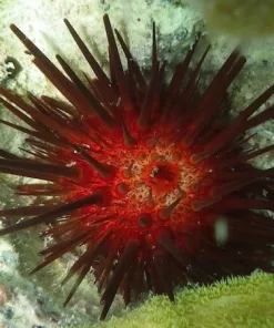 Red Rock Urchin