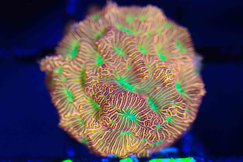 Frag Box Corals