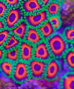Watermelon Zoas