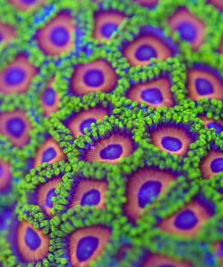 Eagle Eye Zoas