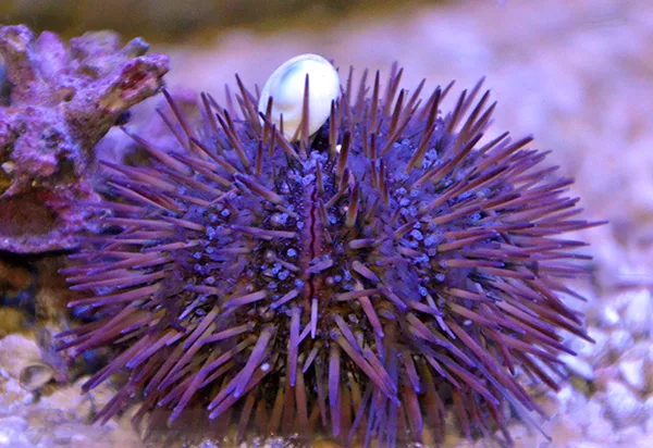 Frag Box Corals