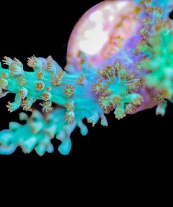 Green Kenya Tree Coral(Row #37)