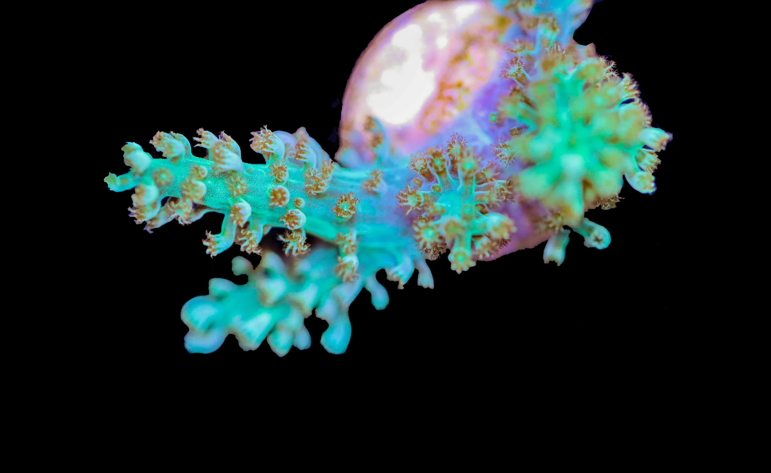 Green Nepthea Coral Frag