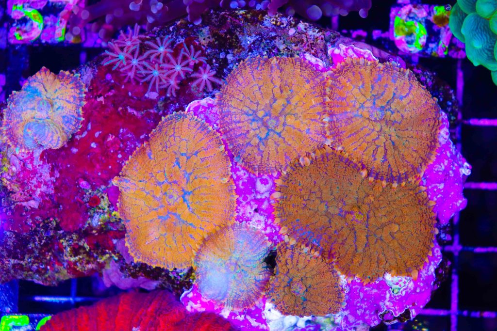 Frag Box Corals
