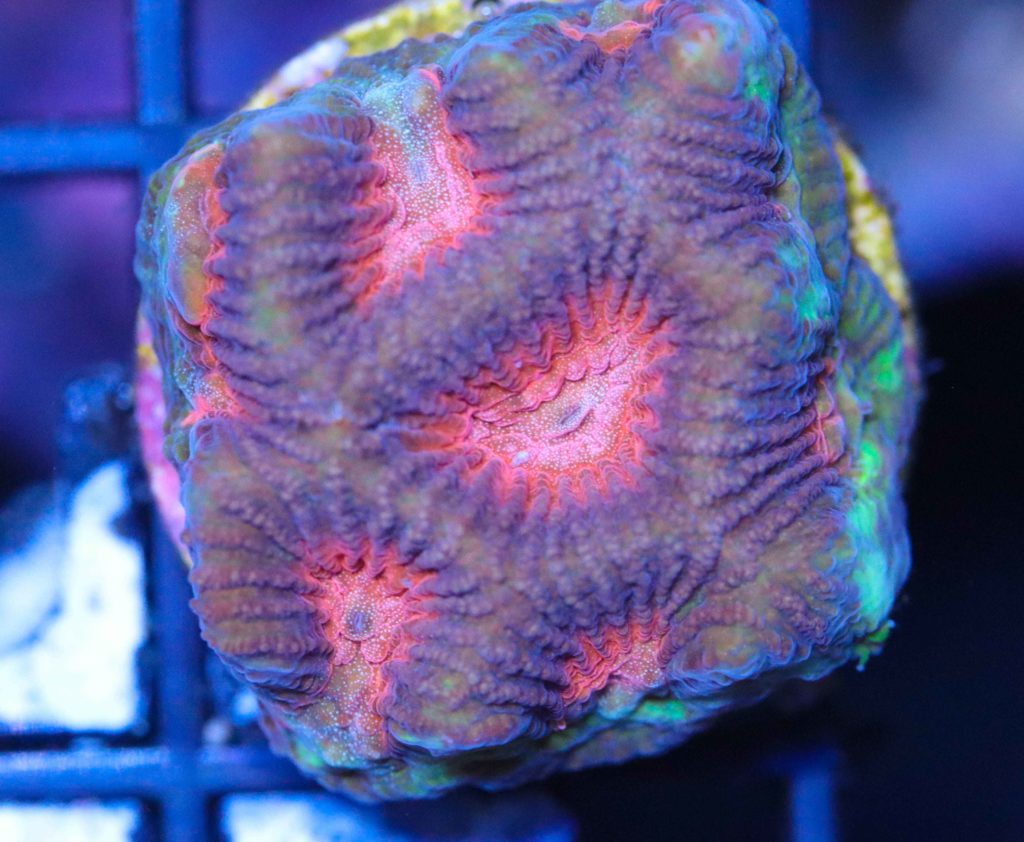 Frag Box Corals