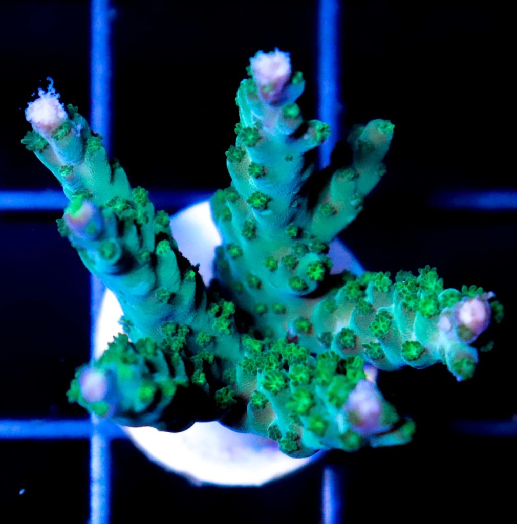 Frag Box Corals