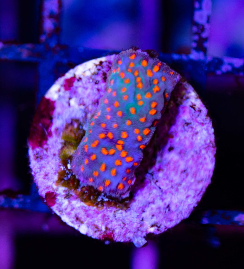 Frag Box Corals