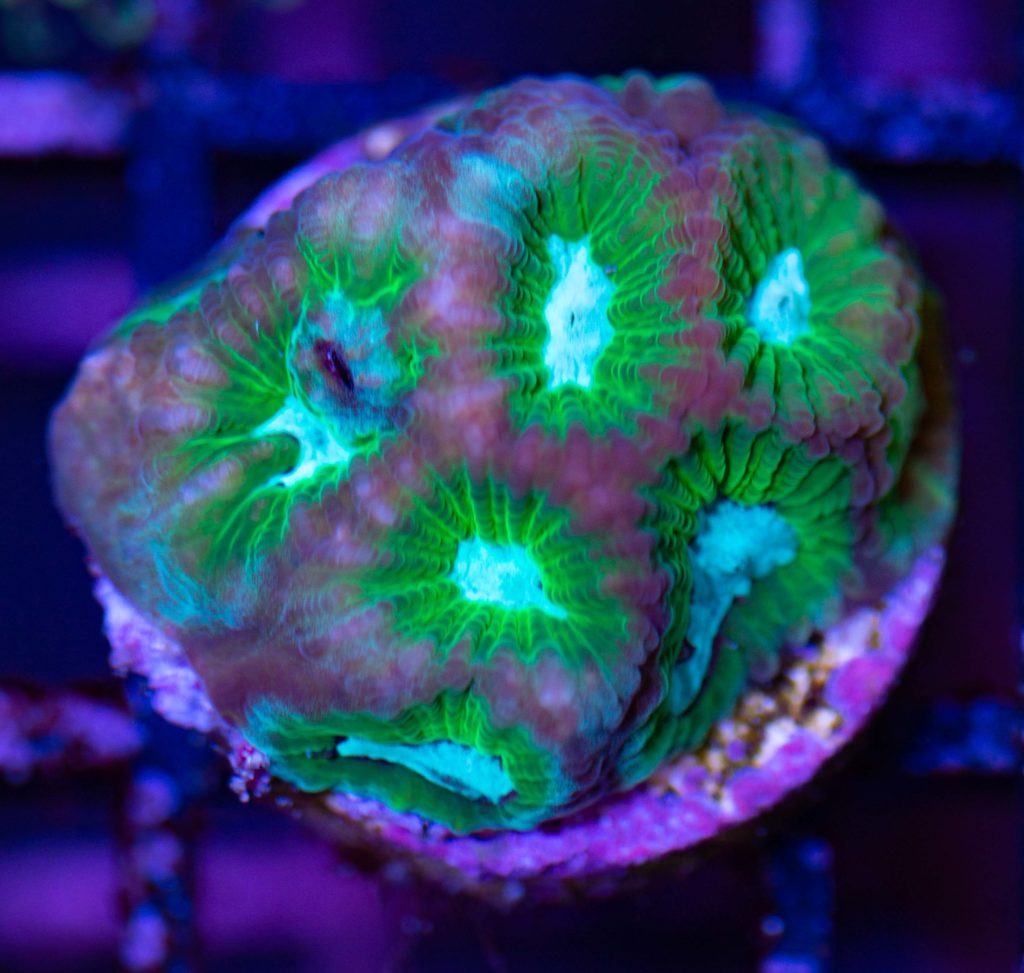 Frag Box Corals
