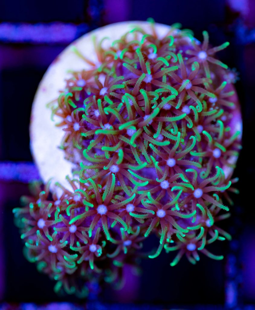 Frag Box Corals